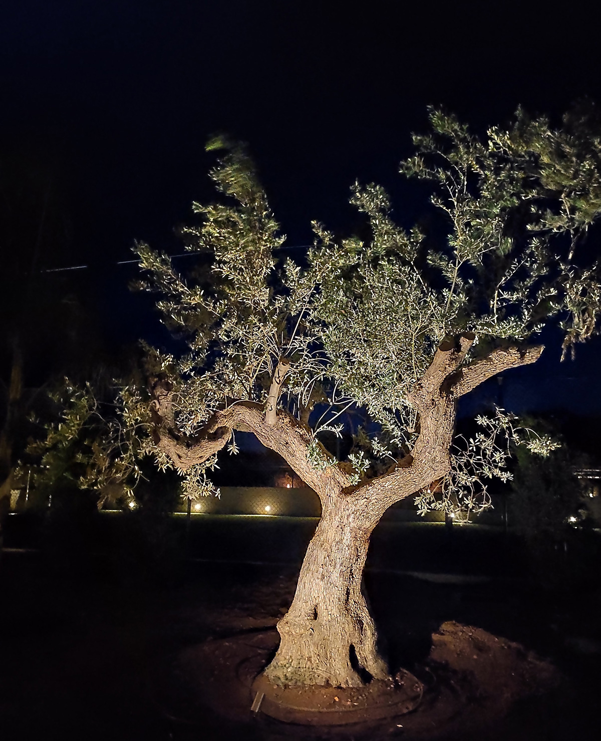 TREE-OF-LIGHT2